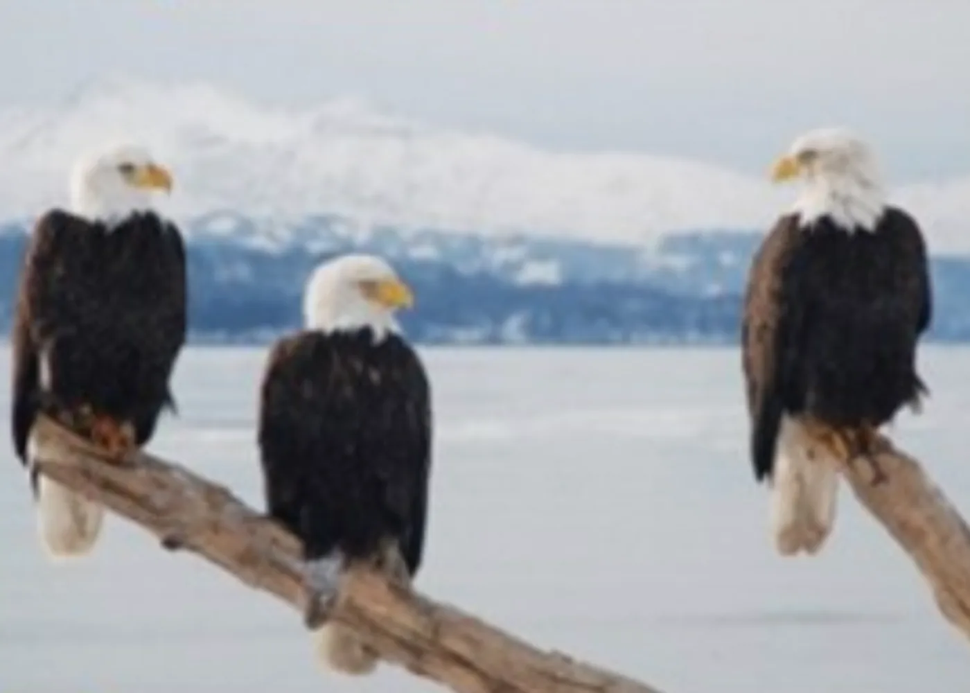 [Effective C++] 들어가며